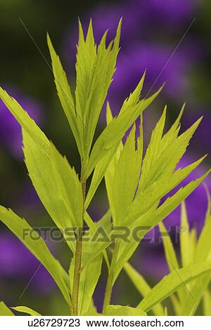 Stock Image - Close-Up, Day, Leaves, Nature. Fotosearch