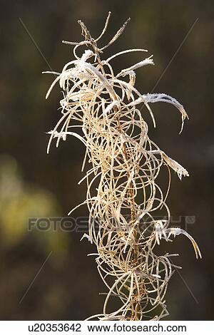 Stock Image - Close-Up, Dry, Focus On Foreground, Non-Urban Scene. Fotosearch