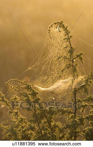 Stock Photography - Close-Up, Dusk, Field, Focus On Foreground, Meadow. Fotosearch