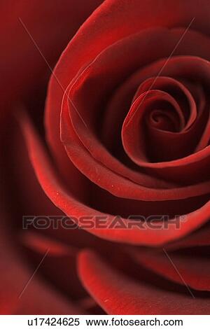 Close-Up, Extreme Close Up, Flower, Flower Head, Full Frame View Large Photo Image Stock Photography - Close-Up, Extreme Close Up, Flower, Flower Head, Full Frame. Fotosearch