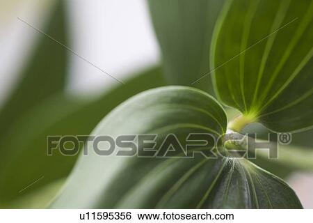 Stock Photograph - Close-Up, Extreme Close-Up, Focus On Foreground, Fresh, Green. Fotosearch