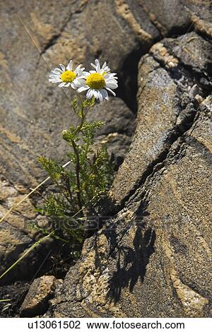 Stock Image - Close-Up, Flora, Flower, Growth, Nature. Fotosearch