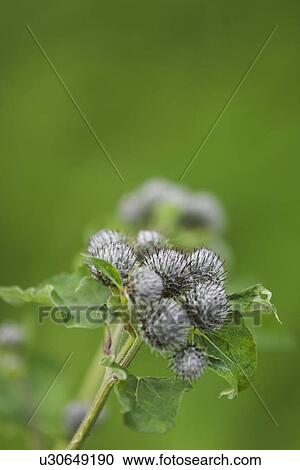 Stock Image - Close-Up, Flower, Focus On Foreground, Green, Leaf. Fotosearch