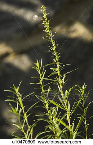 Stock Photo - Close-Up, Focus On Foreground, Green, Leaves. Fotosearch