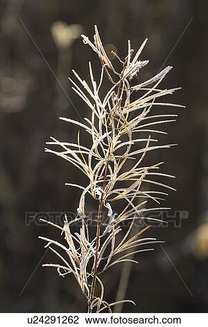 Stock Image - Close-Up, Focus On Foreground, Outdoors. Fotosearch