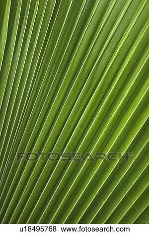 Close-Up, Foliage, Green, Grow, Leaf View Large Photo Image Stock Photo - Close-Up, Foliage, Green, Grow, Leaf. Fotosearch