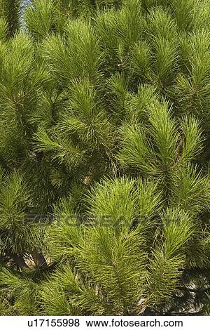 Stock Photo - Close-Up, Forest, Nature. Fotosearch