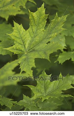 Stock Image - Close-Up, Green, Leaf, Leaf Vein, Leaves. Fotosearch