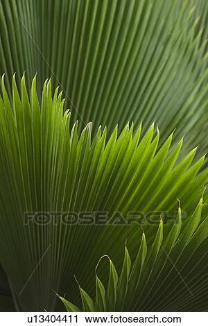 Stock Image - Close-Up, Pointed. Fotosearch