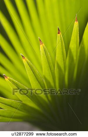 Close-Up, Pointed View Large Photo Image Stock Photo - Close-Up, Pointed. Fotosearch