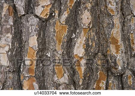 Cracks, Old, Cracked, Tree Bark, Wood, Plant Life View Large Photo Image Picture - Cracks, Old, Cracked, Tree Bark, Wood, Plant Life. Fotosearch