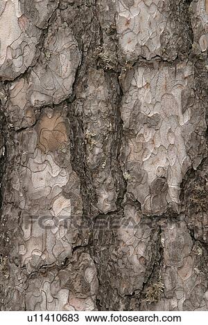 Stock Image - cracks, old, cracked, tree, tree bark, bark. Fotosearch