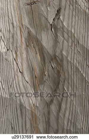 Stock Image - cracks, old, cracked, tree, tree bark, bark. Fotosearch