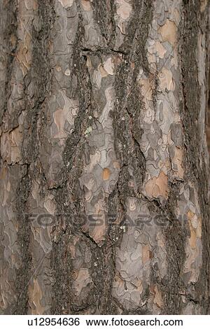Stock Photograph - cracks, old, cracked, tree, tree bark, bark. Fotosearch