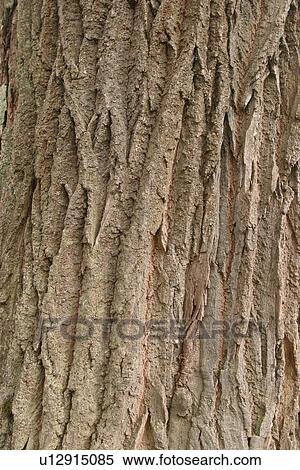 Stock Photography - cracks, old, cracked, tree, tree bark, bark. Fotosearch