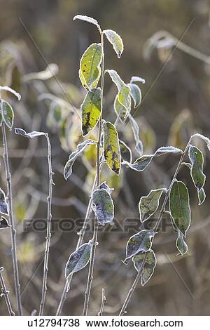Stock Photo - Day, Focus On Foreground, Green, Leaves. Fotosearch