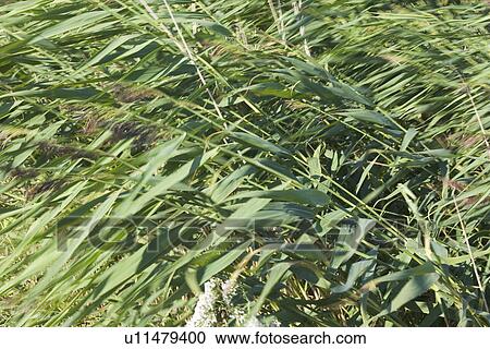Stock Image - Day, Leaves. Fotosearch