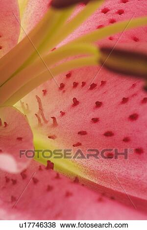 Stock Photo - Day, Plant. Fotosearch
