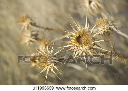 Stock Photo - Flora, Growth, Horticulture, Plant Life. Fotosearch