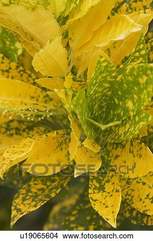 Picture - Foliage, Plant. Fotosearch