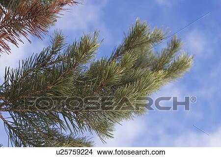 Picture - outdoors, day, daytime, close-up, plant, plant life. Fotosearch