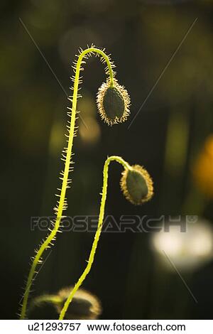 Plant, Growth, Close-Up View Large Photo Image Stock Photo - Plant, Growth, Close-Up. Fotosearch