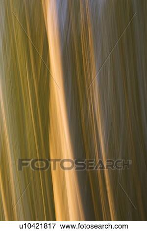 Stock Photo - Plant, Leave, Leaf. Fotosearch