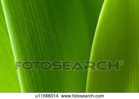 Picture - plant, leaves, leaf, leafage, life, grow. Fotosearch