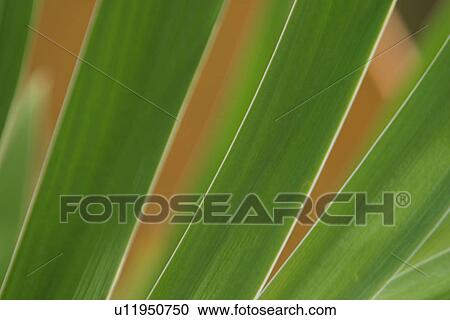 plant, plant life, flora, growth, green, environment View Large Photo Image Stock Image - plant, plant life, flora, growth, green, environment. Fotosearch