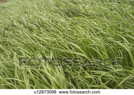 plant, plant life, flora, growth, green, grow View Large Photo Image Stock Photo - plant, plant life, flora, growth, green, grow. Fotosearch