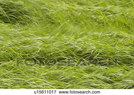 Stock Photo - plant, plant life, flora, growth, green, environment. Fotosearch