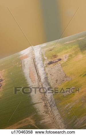 Stock Photo - pole, segmented. Fotosearch