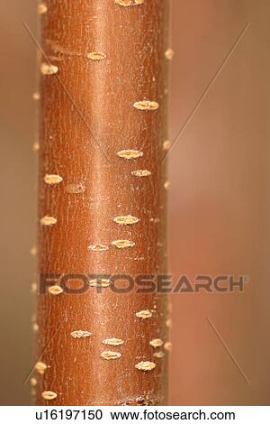 tree, birch, bark, trunk, orange, band View Large Photo Image Stock Image - tree, birch, bark, trunk, orange, band. Fotosearch