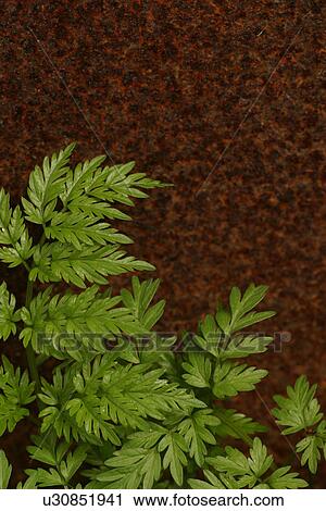 vegetation, wild, yield, fleshy, organic, foliage View Large Photo Image Stock Image - vegetation, wild, yield, fleshy, organic, foliage. Fotosearch