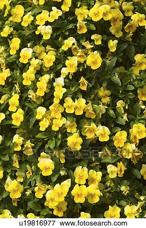 Stock Photo - Beautiful, Blossom, Close-Up, Concept, Day. Fotosearch