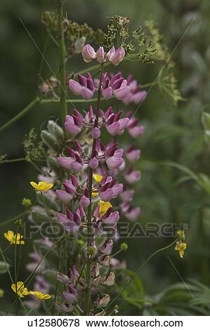 Stock Photo - Bloom, Blossom, Budding, Cultivated, Field. Fotosearch
