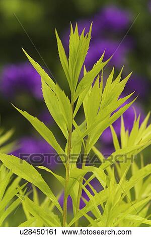 Stock Image - Blooms, Blossoms, Blurred, Calm, Close-Up. Fotosearch