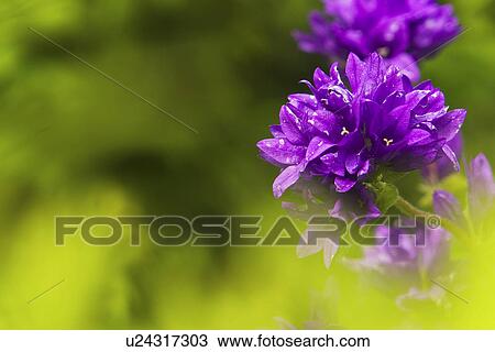 Blooms, Blossoms, Blurred, Cluster, Day View Large Photo Image Stock Image - Blooms, Blossoms, Blurred, Cluster, Day. Fotosearch