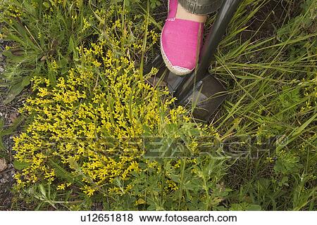 Stock Photo - Blooms, Blossoms, Day, Flower, Garden. Fotosearch
