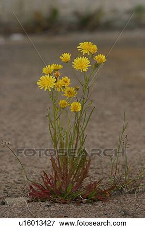 blossoms, blooms, environment, flora, flower, grow View Large Photo Image Stock Photo - blossoms, blooms, environment, flora, flower, grow. Fotosearch