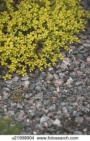 Close-Up, Peaceful, Placid View Large Photo Image Picture - Close-Up, Peaceful, Placid. Fotosearch