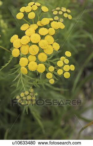 Stock Image - Cluster, Beauty, Close-Up, Climate, Calm, Aroma. Fotosearch
