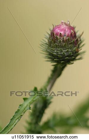grow, stalk, stem, vegetation, wild, yield View Large Photo Image Stock Photography - grow, stalk, stem, vegetation, wild, yield. Fotosearch