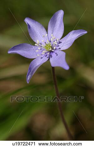 Stock Image - nature, natural, climate, seasonal, scenic, calm. Fotosearch