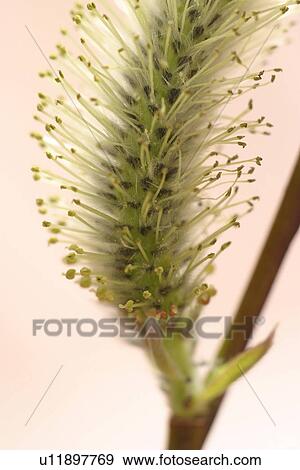 Stock Photo - nature, natural, climate, seasonal, scenic, calm. Fotosearch