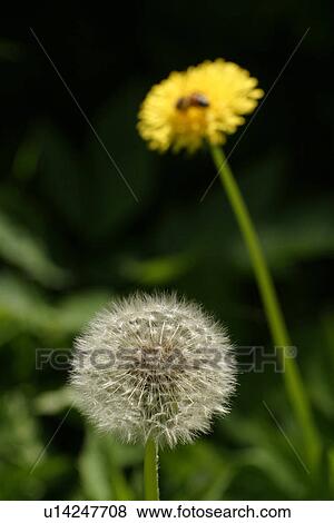 Stock Photo - nature, natural, climate, seasonal, scenic, calm. Fotosearch