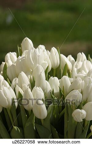 nature, natural, climate, seasonal, scenic, calm View Large Photo Image Stock Photo - nature, natural, climate, seasonal, scenic, calm. Fotosearch