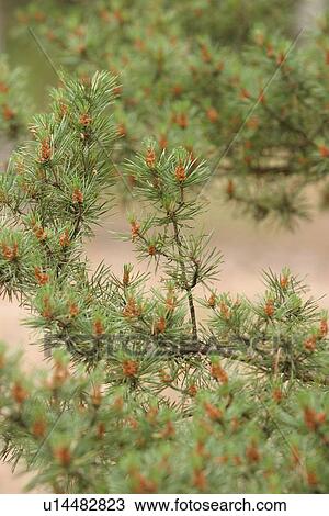 outdoor, nature, natural, environment, beauty, climate View Large Photo Image Stock Image - outdoor, nature, natural, environment, beauty, climate. Fotosearch