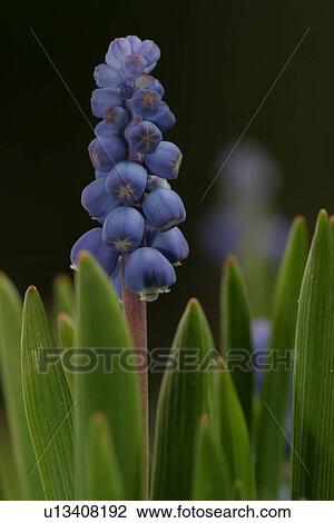 Stock Image - outdoors, natural, environment, beauty, season, blooms. Fotosearch