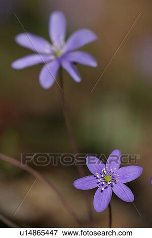 Stock Photo - outdoors, natural, environment, beauty, serene, tranquil. Fotosearch